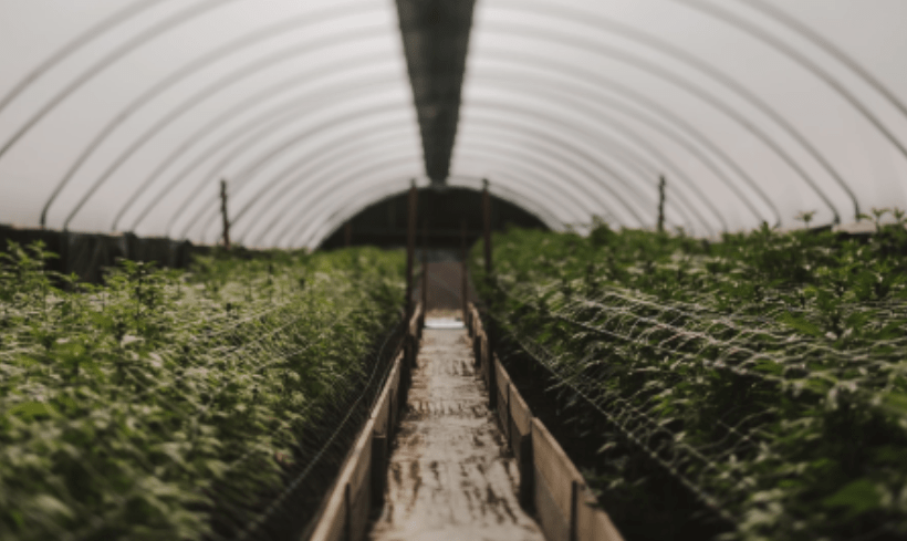 rooted-in-place-img A vibrant row of cannabis plants thriving at SLO Cal Roots Farms, showcasing premium cultivation and quality cannabis in San Luis Obispo County.
